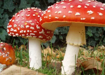 Yediği mantardan zehirlendi