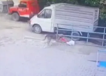 Köpeğin tavuk hırsızlığı
