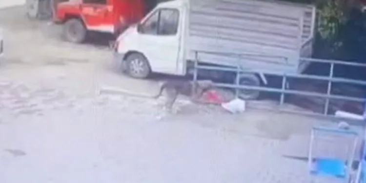 Köpeğin tavuk hırsızlığı
