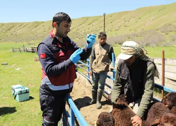 Küçükbaş hayvanlar aşılanıyor