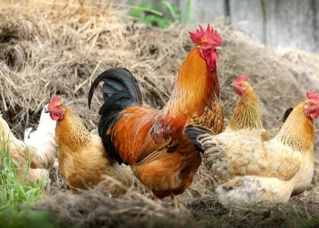 Tavuk eti üretimi geriledi