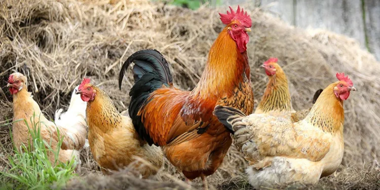 Tavuk eti üretimi geriledi