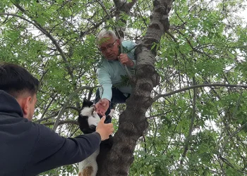 Yavru kediyi annesine kavuşturdular