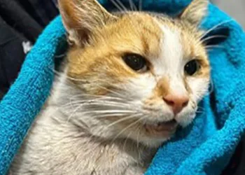Kediye köpek saldırtmıştı, işte cezası