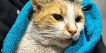 Kediye köpek saldırtmıştı, işte cezası