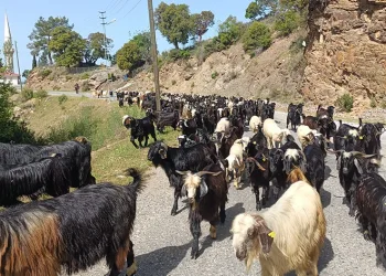 Yörüklerin yaylalara göçü başladı