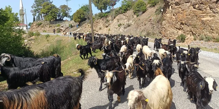 Yörüklerin yaylalara göçü başladı