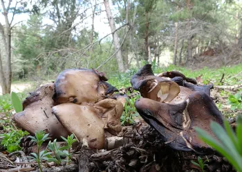 Doğadan toplanan mantarlara dikkat
