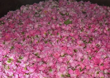 Gül çiçeği hasadı başladı