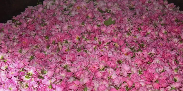 Gül çiçeği hasadı başladı