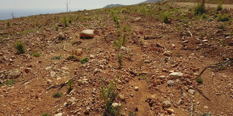 Mersin’de yanan orman sahaları yeşeriyor