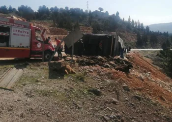 Tır devrildi, hayvanlar telef oldu