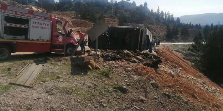 Tır devrildi, hayvanlar telef oldu