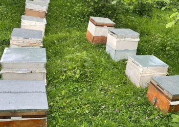 Arı kovanı çalan hırsızlar yakalandı