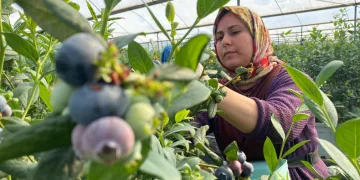 Mavi yemiş hasadı başladı