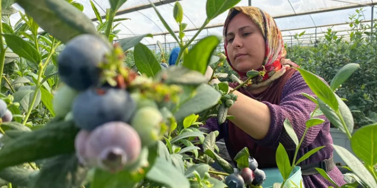 Mavi yemiş hasadı başladı