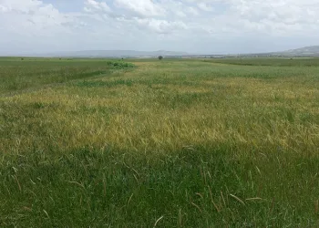Günyüzü ilçesinde pas hastalığı sıkıntısı