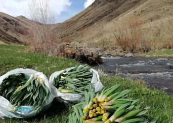 “Çiriş Otu” deyip geçmeyin