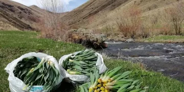 “Çiriş Otu” deyip geçmeyin