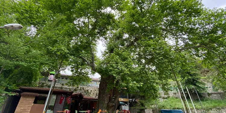 Tarihi çınar ağacı yıllara meydan okuyor