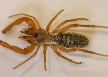 Yeni örümcek türü keşfedildi