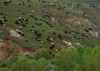 En büyük çayır ve mera alanları