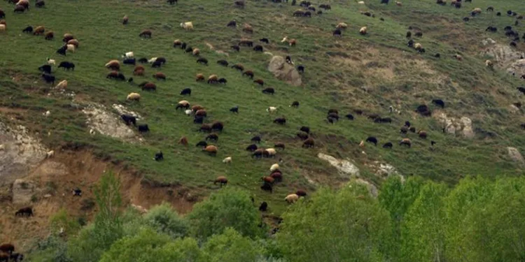 En büyük çayır ve mera alanları
