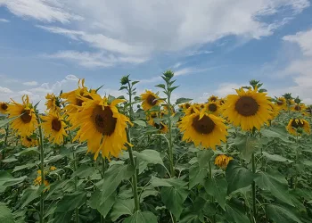 Doğa fotoğraf stüdyosuna dönüştü