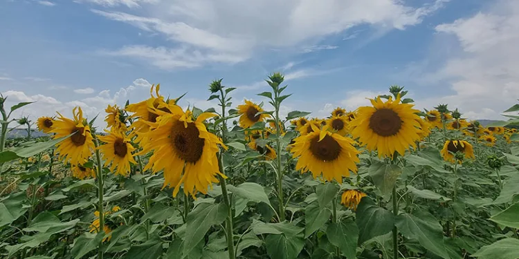 Doğa fotoğraf stüdyosuna dönüştü