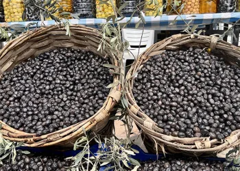 Gemlik zeytini Avrupalı oluyor