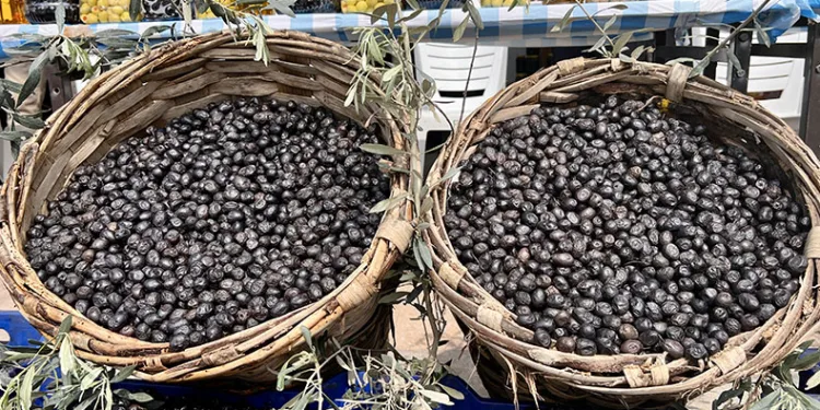 Gemlik zeytini Avrupalı oluyor