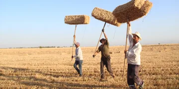 Amik Ovası’nda balya mesaisi