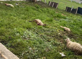 Sokak köpekleri 14 kurbanlık koyunu telef etti