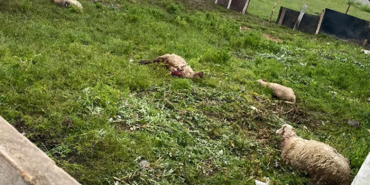 Sokak köpekleri 14 kurbanlık koyunu telef etti