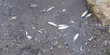 Sıvı gübre atığı balıkların sonu oldu