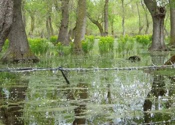 Kuş Cenneti’nde papatya güzelliği