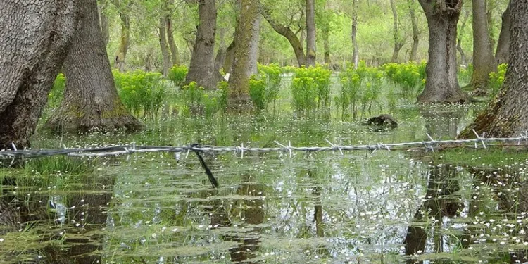 Kuş Cenneti’nde papatya güzelliği