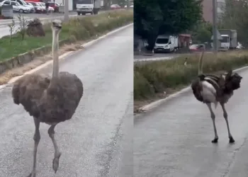 Dikkat: Trafikte deve kuşu var