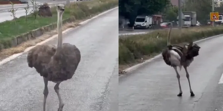 Dikkat: Trafikte deve kuşu var