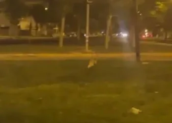 Yolunu şaşıran tilki, şehre indi