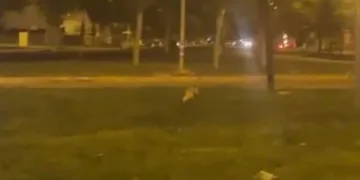 Yolunu şaşıran tilki, şehre indi