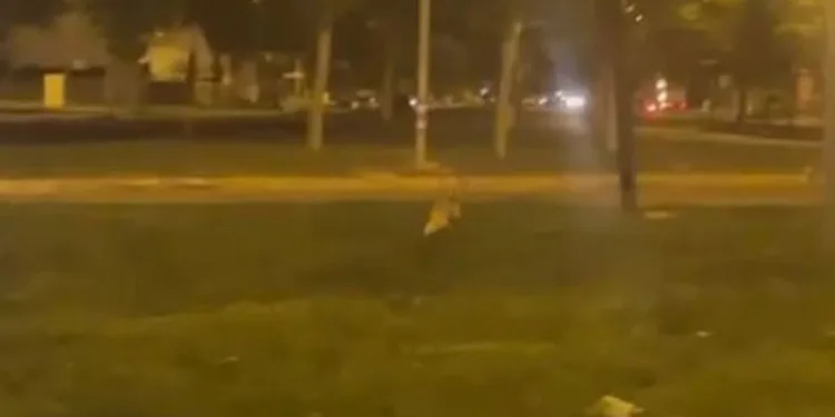 Yolunu şaşıran tilki, şehre indi