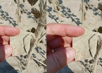 “4 tane taş ocağı istemiyoruz”