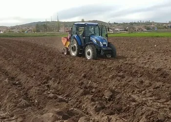 Tohumluk patatesler toprakla buluştu