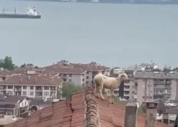 Çatıya çıkan koç hem güldürdü hem uğraştırdı