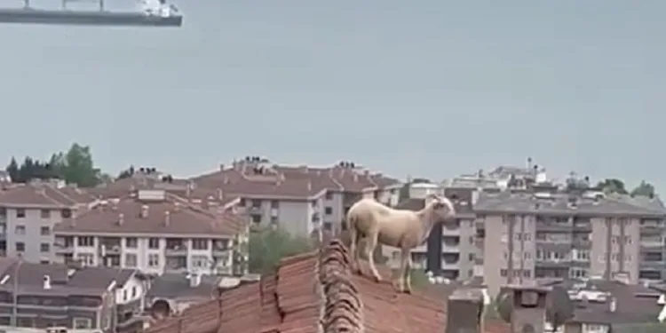 Çatıya çıkan koç hem güldürdü hem uğraştırdı