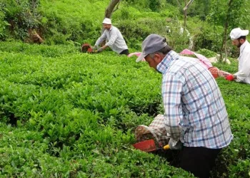 2023 yaş çay sezonu açıldı