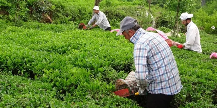 2023 yaş çay sezonu açıldı