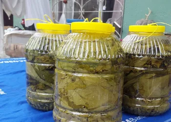 Kışlık salamura yaprak hazırlığı başladı