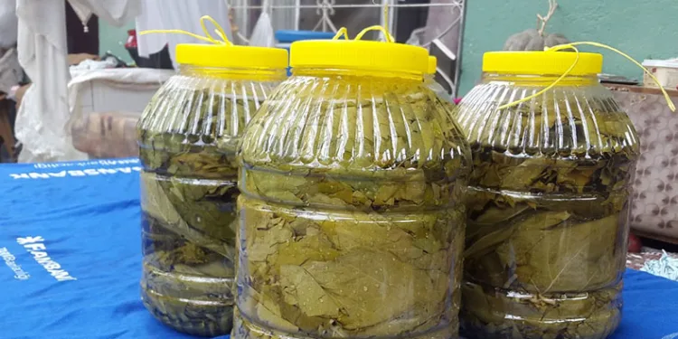 Kışlık salamura yaprak hazırlığı başladı